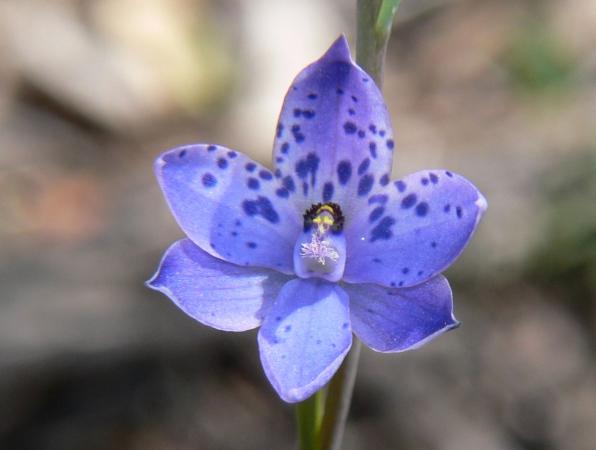 Thelymitra juncifolia - Rush-leaf Sun Orchid.jpg